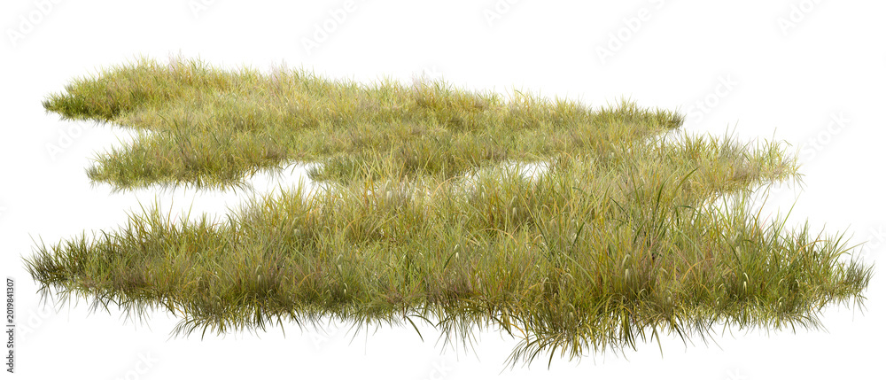 Fototapeta premium grass on white background/High-quality wild grass tufts isolated on white background. Ultra-sharp details perfect for architectural visualization and landscape photo manipulation.