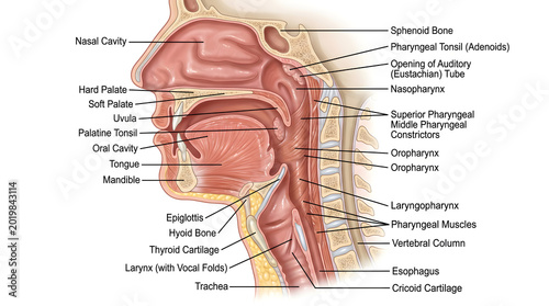 Sagittal anatomical illustration of the upper airway showing nasal cavity, pharyngeal regions, larynx with cartilages, epiglottis, trachea and esophagus, highlighting relationships of respiratory and 