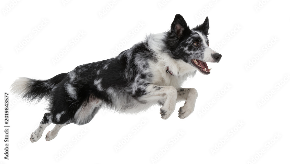 Fototapeta premium Energetic black and white border collie dog mid-air jump, isolated on transparent background