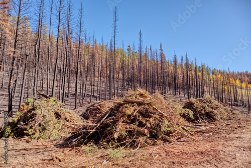 Forest recovery efforts underway after Dragon Bravo Wildfire impacts Grand Canyon North Rim area in 2025
