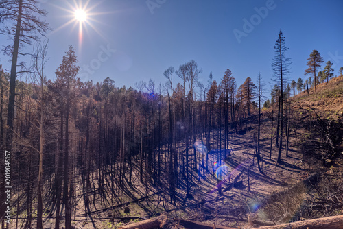 Devastated forest at Grand Canyon North Rim Arizona after Dragon Bravo Wildfire in 2025 impacting the environment and wildlife