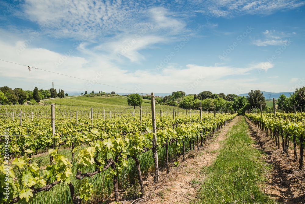 Fototapeta premium Vineyard in Rows Tuscany near Siena, Italy 