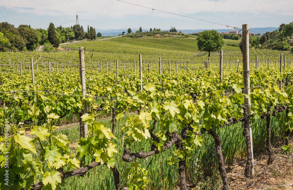Fototapeta premium Vineyard in Rows Tuscany near Siena, Italy 