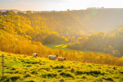 View of Monsal Dale with sheep grazing and a viaduct in autumn light in Bakewell, Derbyshire Dales, England
