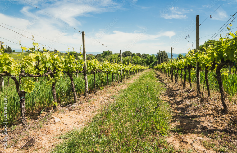 Fototapeta premium Vineyard in Rows at a Tuscany near Siena, Italy 