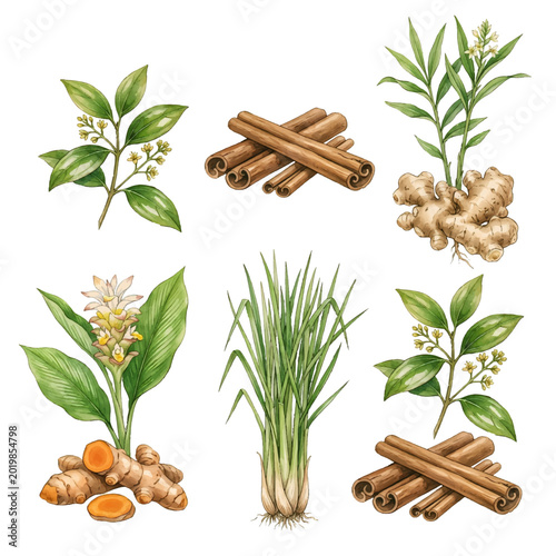 Photography Fresh rosemary herbs and cinnamon spices with green leaves isolated on white bac