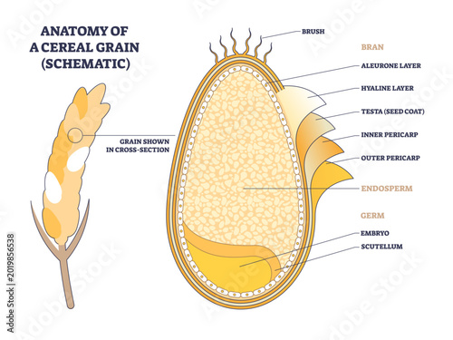 Tableau sur toile Anatomy of cereal grain, labeled schematic clarifying seed structure for food science, highlighting bran, endosperm, and germ cross-section