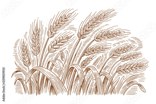 Vintage engraving of several stalks of wheat blowing in the wind with fine line details, nature and agriculture concept