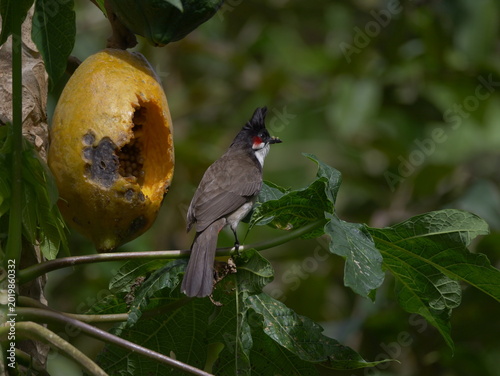 Red-Whiskered Bulbul bird eating ripe yellow papaya on tree