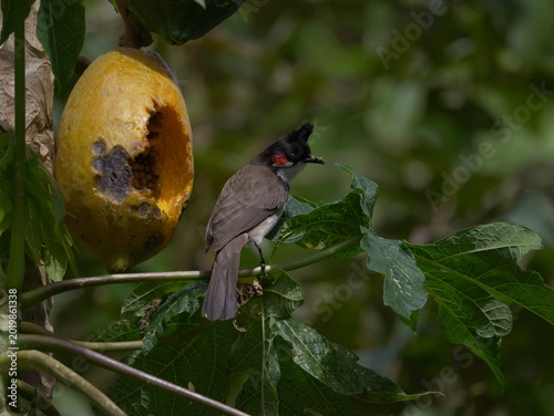 Red-Whiskered Bulbul bird eating ripe yellow papaya on tree