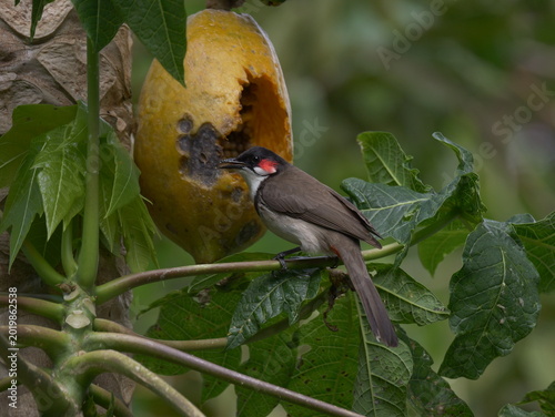 Red-Whiskered Bulbul bird eating ripe yellow papaya on tree