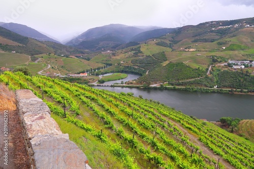 Portugal wine region - vineyards on hills along Douro river valley. Alto Douro DOC.