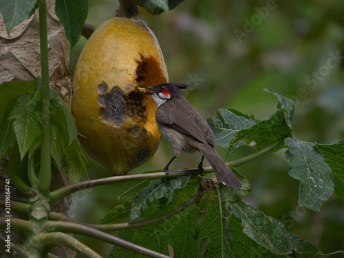 Red-Whiskered Bulbul bird eating ripe yellow papaya on tree