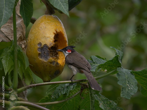 Red-Whiskered Bulbul bird eating ripe yellow papaya on tree