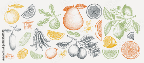 Citrus fruits hand-drawn vector illustrations collection, Vintage botanical set in engraving style NOT AI generated