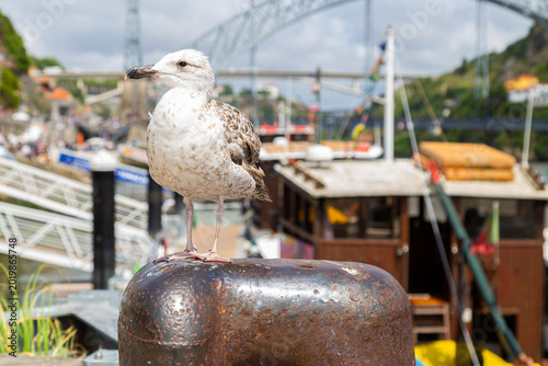 Schilderij op canvas Seagull perched on a rusty bollard in a busy harbor with boats and a bridge in t