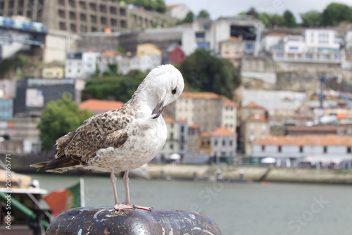 Foto Seagull perched on a bollard with a city skyline in the background