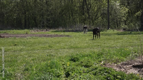 Wide shot of a sunny green meadow with young calves grazing peacefully near a tree. Rural countryside scene in natural light, calm pastoral atmosphere, summer agricultural landscape.