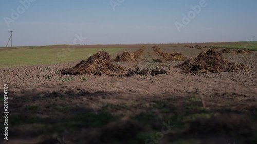 Low-angle view of a ploughed agricultural field with evenly arranged piles of manure in the foreground under a sunny day and deep blue sky. Rural farming landscape in preparation stage.