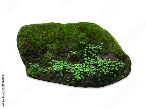 Quadro su tela Flat forest rock covered with green moss isolated on white.