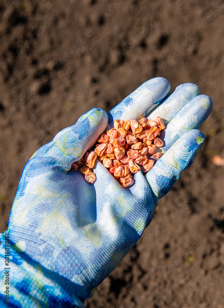 Obraz premium Plant corn in the garden. Selective focus.