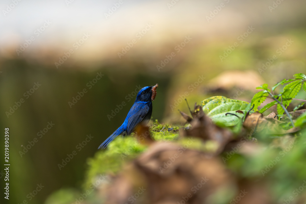 Obraz premium Male Small Niltava perched naturally in a lush forest habitat, showcasing its vivid blue plumage and orange underparts in soft natural light. A beautiful wild bird captured in its natural environment