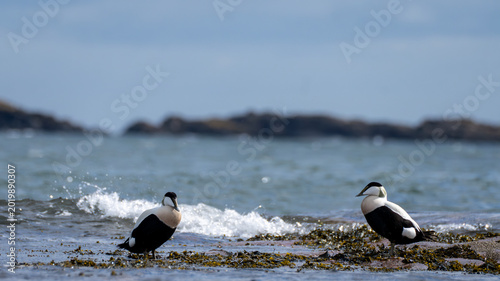 Fotografi Pair of common eiders standing on rocky shoreline in North Berwick