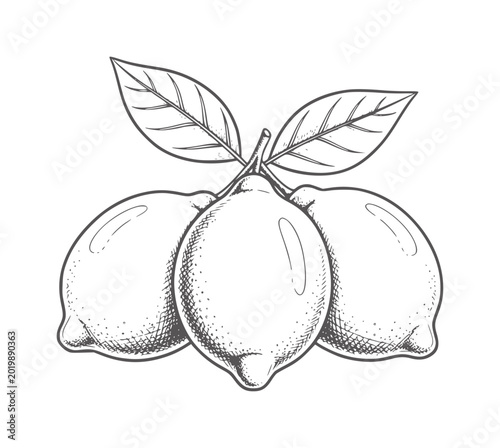 Three lemons with leaves sketched in black and white fruit