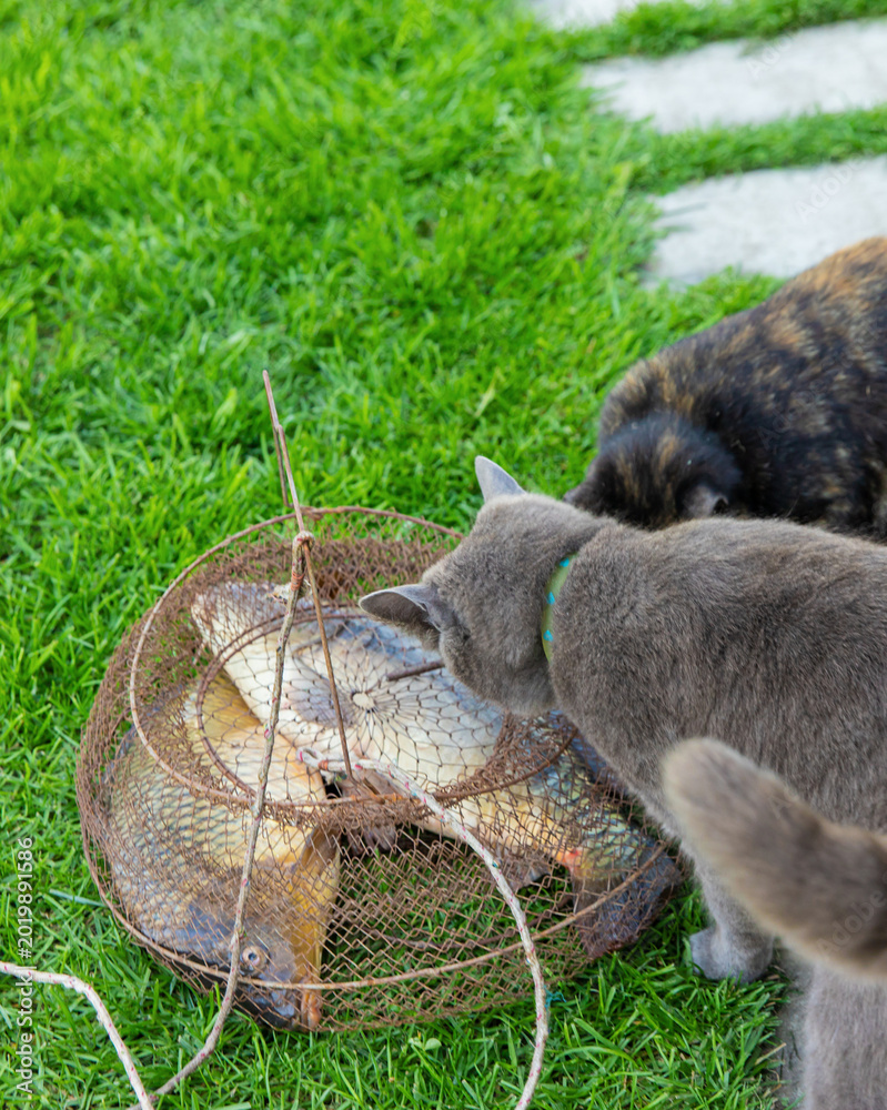 Fototapeta premium Cats take out the fish from the net. Selective focus.