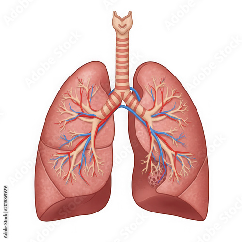 3D human lungs anatomy with bronchial tree and trachea isolated on transparent background