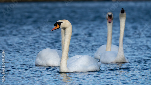 Cuadro en lienzo Mute Swans Swimming on Linlithgow Loch in Scotland