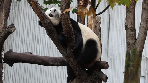 Funny pose of sleeping panda on the tree, Chengdu, China
