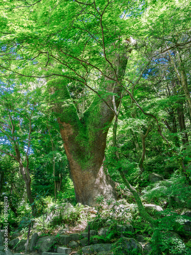 Large tree surrounded by fresh greenery in Dazaifu Fukuoka with peaceful nature and travel concept