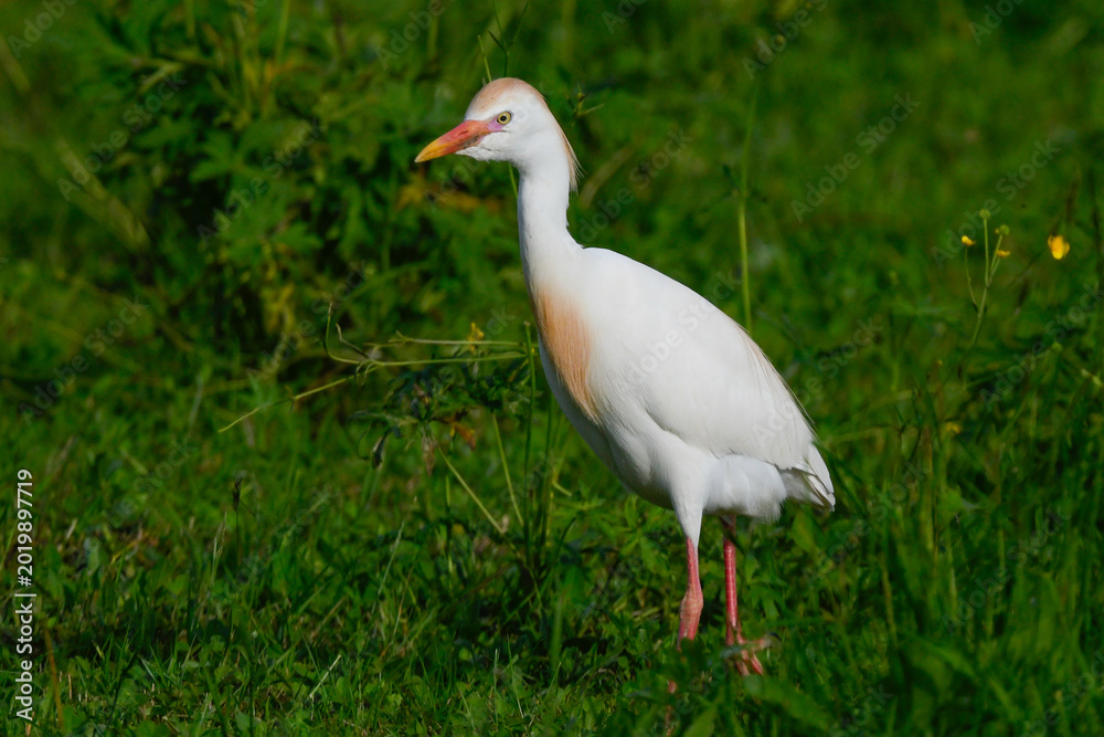Fototapeta premium cattle egret, in the foreground, on the meadow looking for food, in May during the spring migration