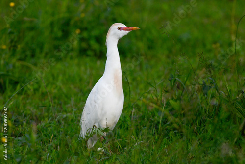cattle egret, in the foreground, on the meadow looking for food, in May during the spring migration