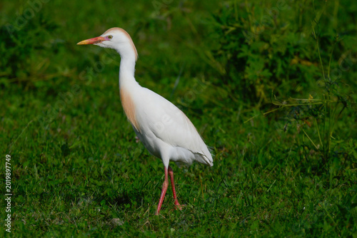 cattle egret, in the foreground, on the meadow looking for food, in May during the spring migration