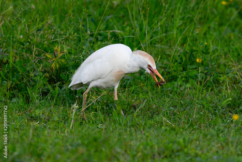 cattle egret, in the foreground, on the meadow looking for food, in May during the spring migration