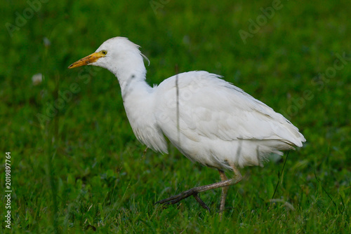 cattle egret, in the foreground, on the meadow looking for food, in May during the spring migration