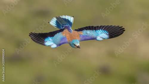 Foto European Roller captured in flight.