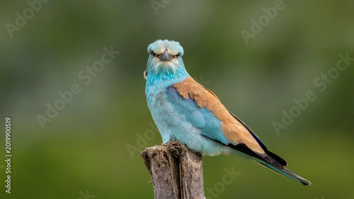 Canvastavla European Roller perched on a billet.