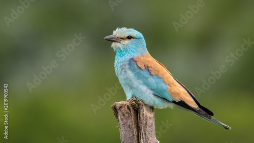 Foto European Roller perched on a billet.