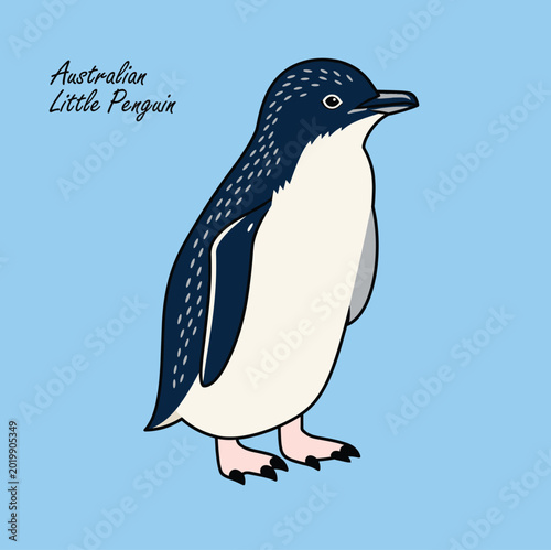 Konstfotografi Australian Little Penguin Coastal Bird Minimal Portrait Design