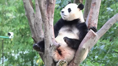 Close up Panda returned from South Korea, Fu Bao, sitting on the tree, China