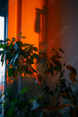 Indoor houseplant showing vibrant orange sunset glow reflecting on a wall with subtle shadows, creating a warm, moody evening atmosphere in a home office or living room at dusk