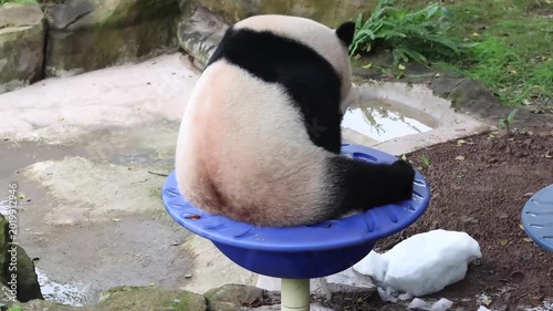Close up Cute Panda in a blue spinning bowl , Chongqing, China
