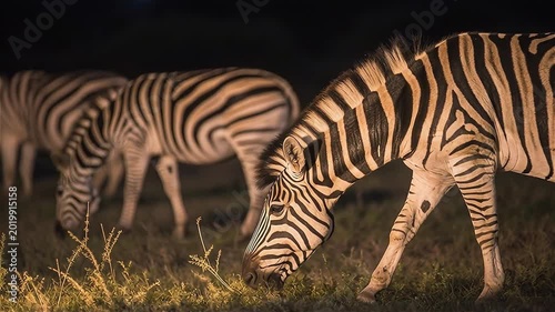 Close up of a group of plains zebras grazing, Hwange National Park, Zimbabwe. 