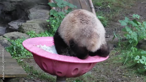 Close up Cute Panda, Yu Ai in a pink spinning bowl full with ice, Chongqing, China