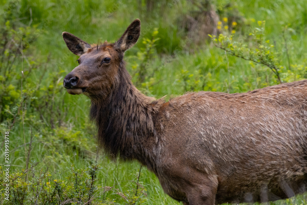 Fototapeta premium Elk Standing in Green Meadow Field