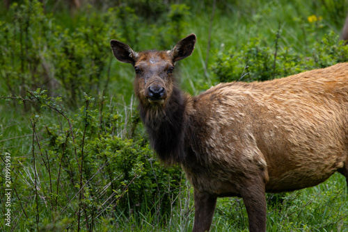 Obraz na plátne Elk Standing in Green Meadow Field