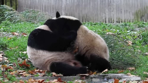 Mother Panda playing with her Cub on the green Yard, Wolong Panda Base , China